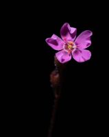 květ drosera tomentosa var. glabrata